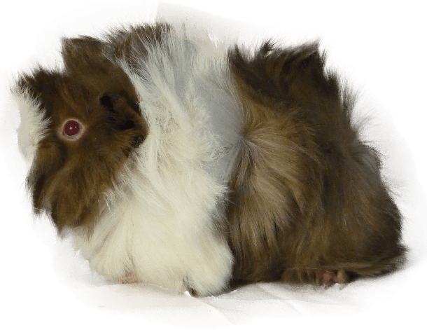 Braun-Rotes Meerschweinchen, erwachsenes Angora